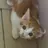 고양이