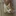 고양이