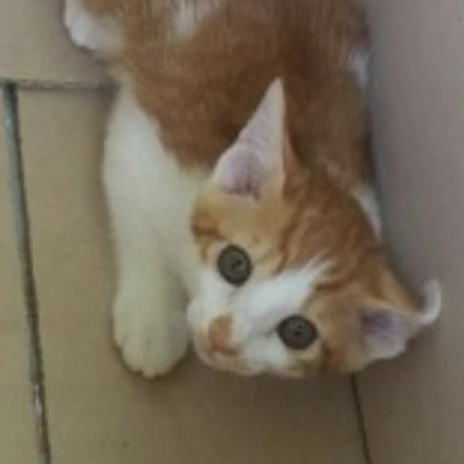 고양이
