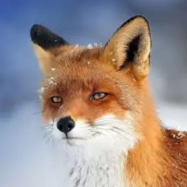 Profile image of 여우