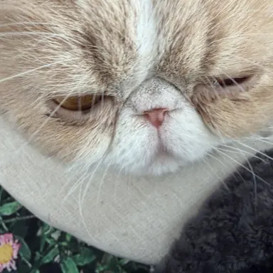 Profile image of 여우