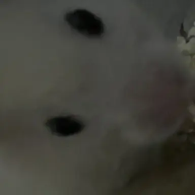 Profile image of 떠나간 동물