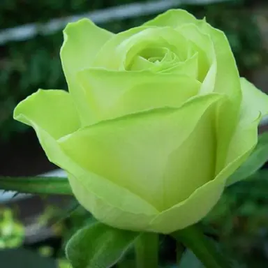 Profile image of 정공룡