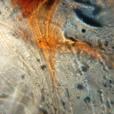 Profile image of 에일리언 고등학교