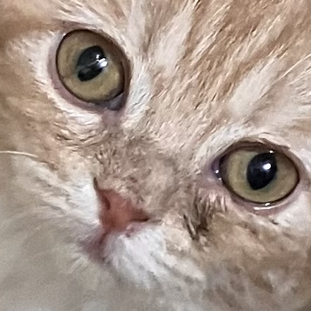 치느(고양이) 대표 이미지