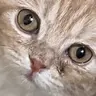 Profile image of 치느(고양이)