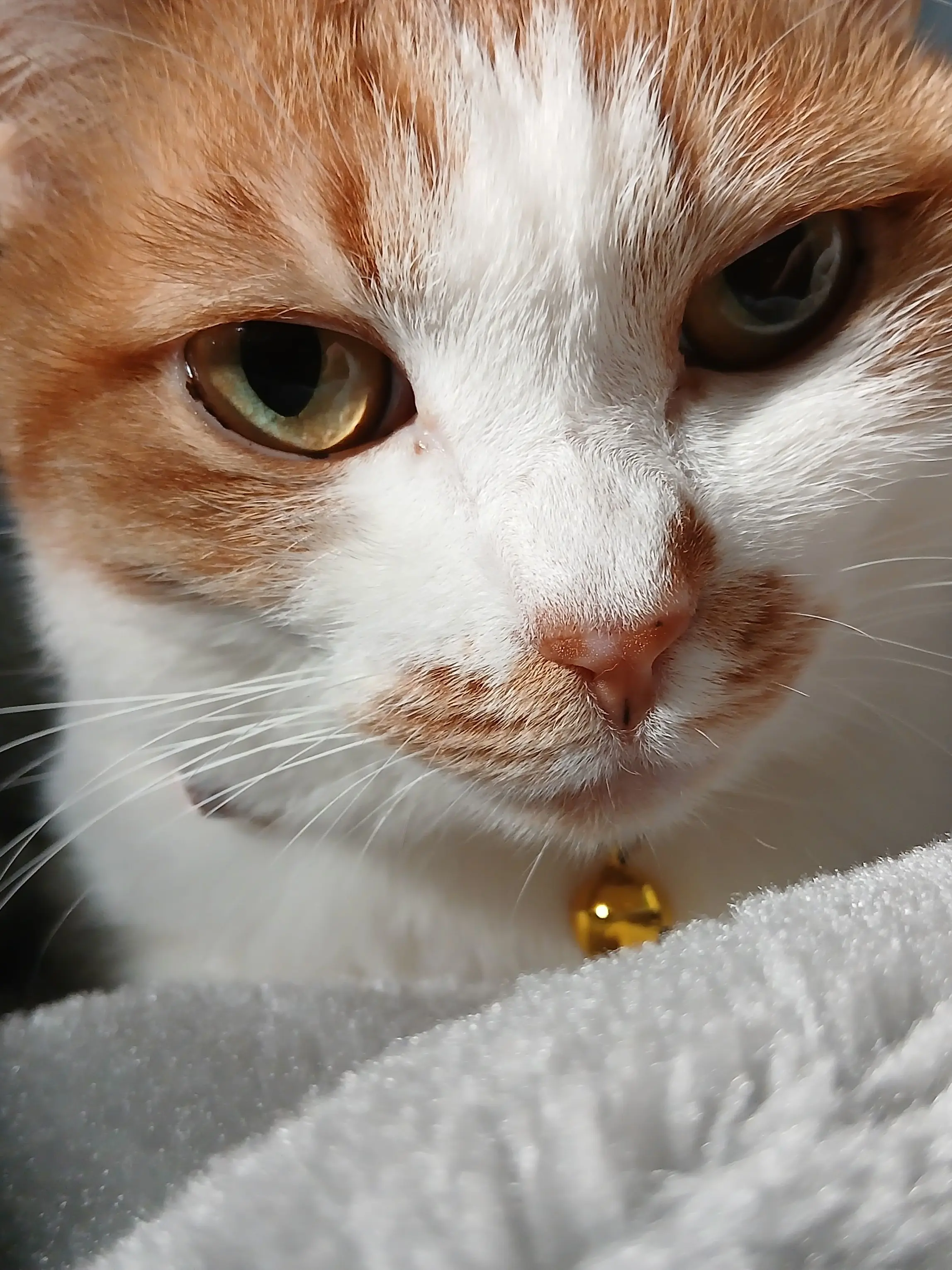 ColdRobot6481의 愛しの猫 おちよたみを