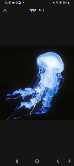 Profile image of 야광해파리