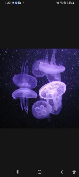 Profile image of 보름달물해파리