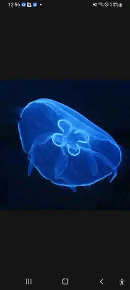Profile image of 보름달물해파리