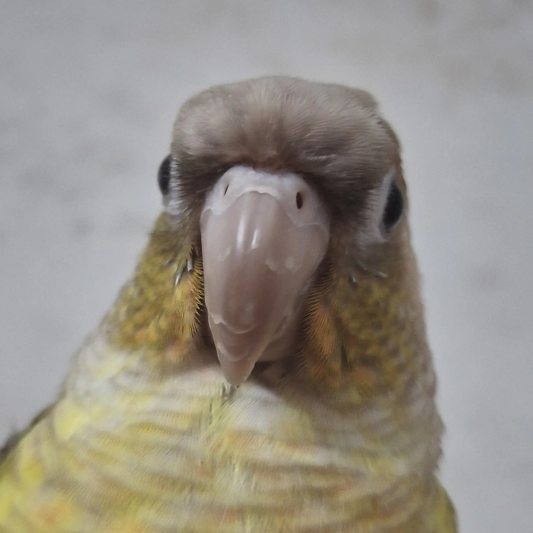 son1234의 🦜앵무새 키워보기🦜