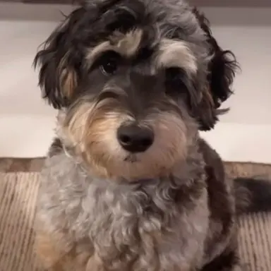 Profile image of Presley