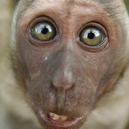 2323의 🐵