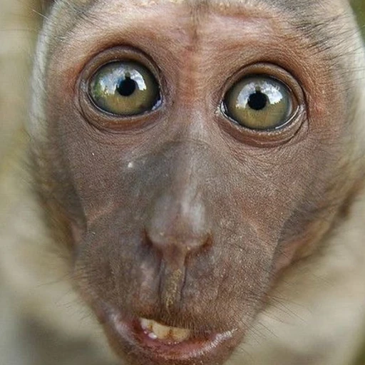 🐵