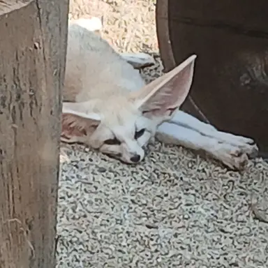 Profile image of 여우