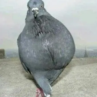 Profile image of 아오요로즈 모모