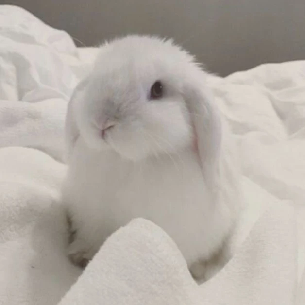 아묘