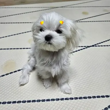 Profile image of 아가츠마 젠이츠