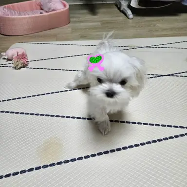 Profile image of 츠유리 카나오