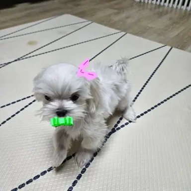 Profile image of 카마도 네즈코