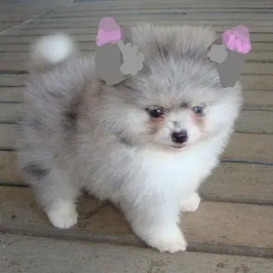 Profile image of 하시비라 이노스케