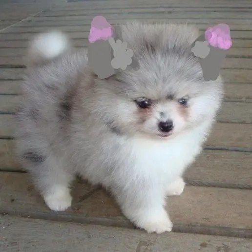 showshow의 [귀칼] 강아지가 되버린  탄지로일행