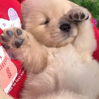 Profile image of チャン