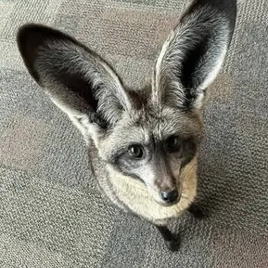 Profile image of Joey