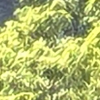 Profile image of ヤウ