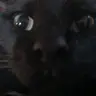 Profile image of Cat