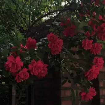 Profile image of 라경장