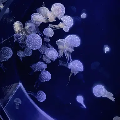 Profile image of はづき