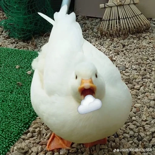 청솔 고등학교