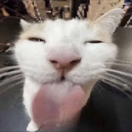 멍청한 고양이