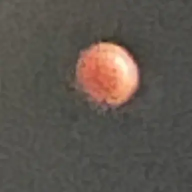 Profile image of 불여우