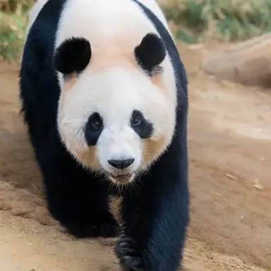 Profile image of 판다