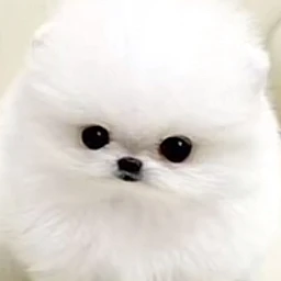 마롱