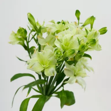 Profile image of Gifu