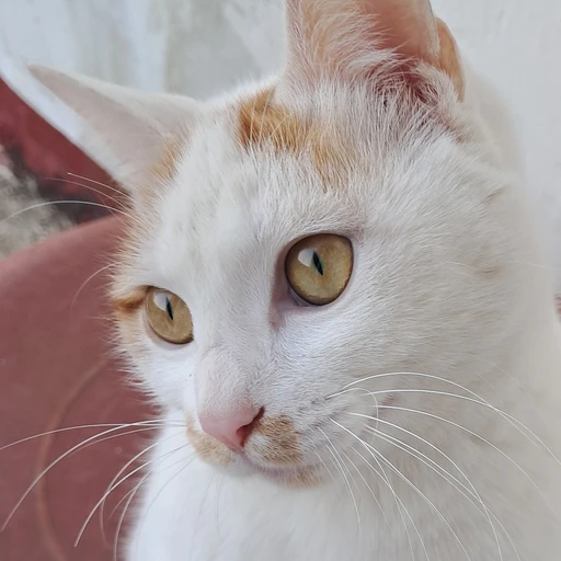 김치즈
