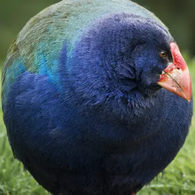 Profile image of 狩谷 みいな