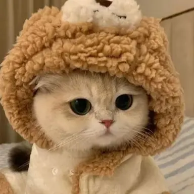 Profile image of 순두부