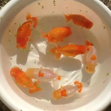 Profile image of 덕개