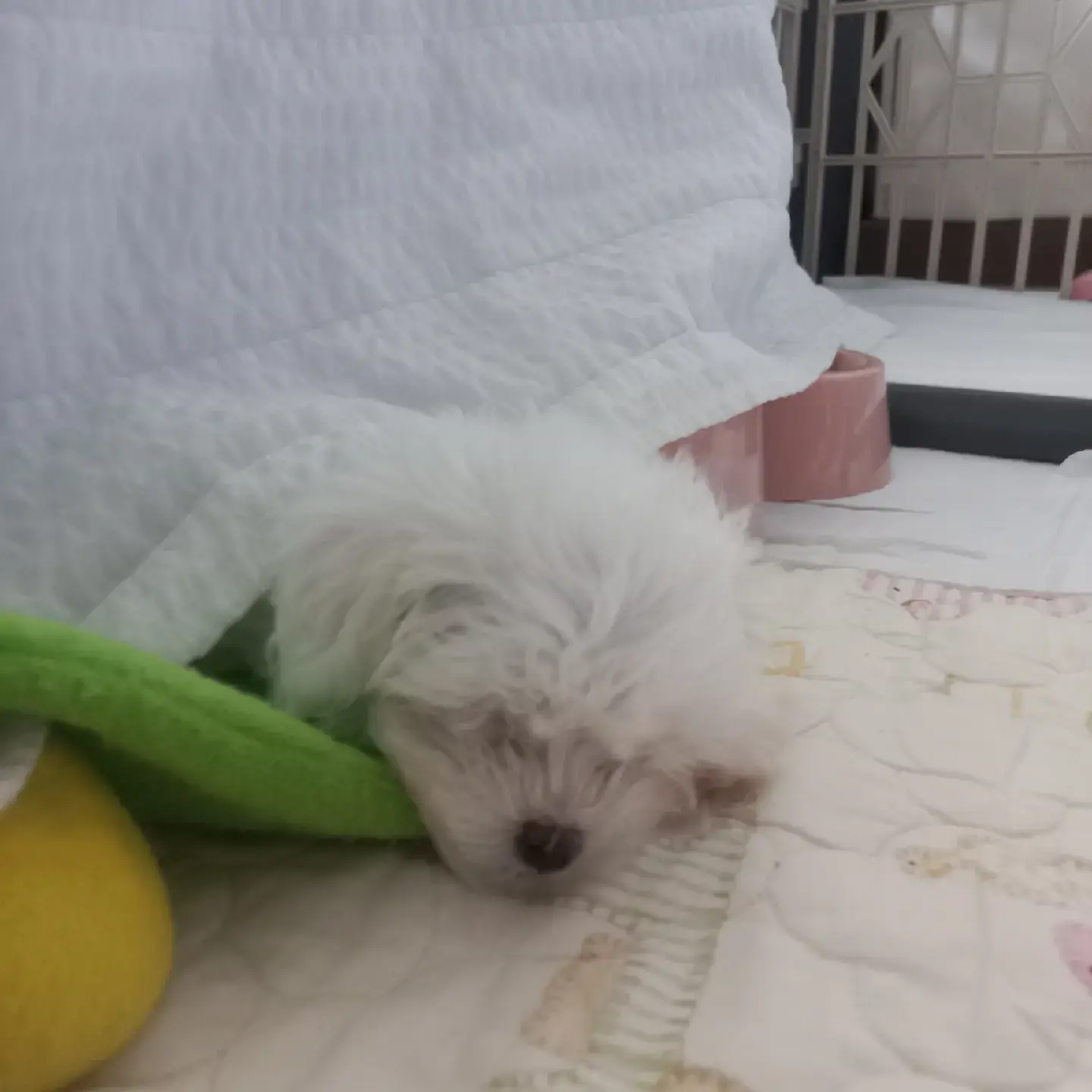 FoggyRhea9821의 홍설아