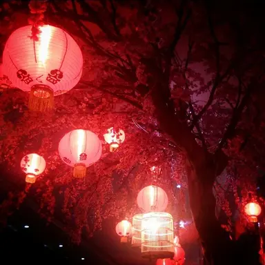 Profile image of 코요 템페스트