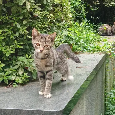 Profile image of 구제역