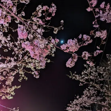 Profile image of しずか