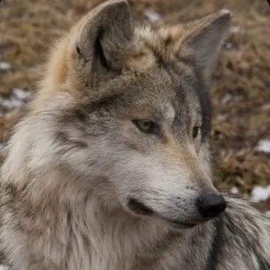 Profile image of 강라운