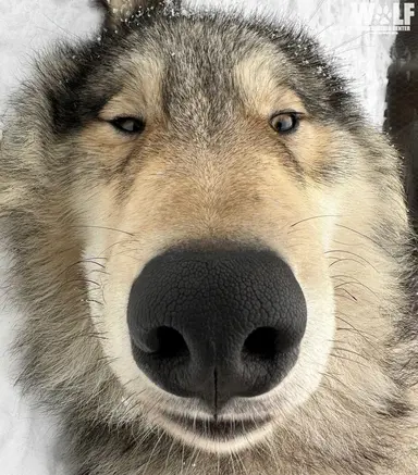 Profile image of 강라운