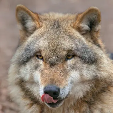 Profile image of 늑대
