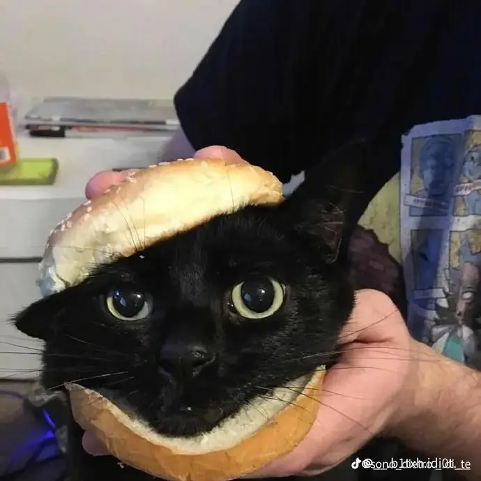 jwvduz의 🐾🐈🐈‍⬛